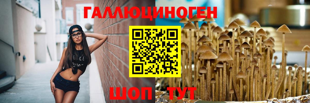 Галлюциногенные грибы Psilocybe  Нижнекамск 